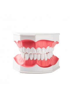 human teeth model Easyinsmile Large Dental Teeth Model with Removable Lower Teeth Patient and Student Model