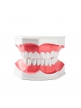 human teeth model Easyinsmile Large Dental Teeth Model with Removable Lower Teeth Patient and Student Model