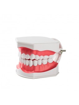 human teeth model Easyinsmile Large Dental Teeth Model with Removable Lower Teeth Patient and Student Model