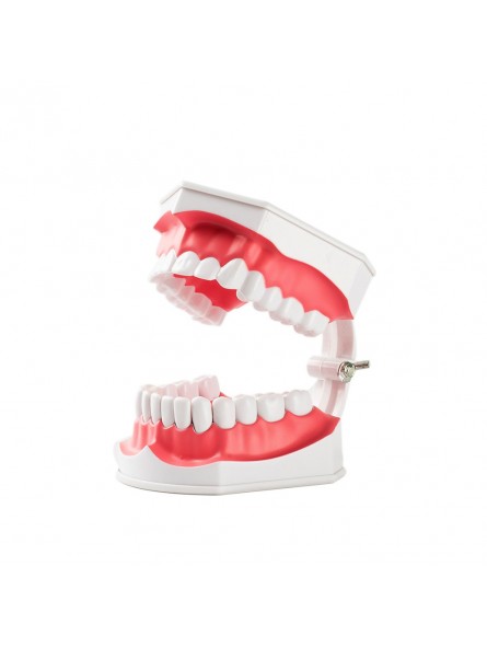 human teeth model Easyinsmile Large Dental Teeth Model with Removable ...