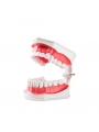 human teeth model Easyinsmile Large Dental Teeth Model with Removable Lower Teeth Patient and Student Model