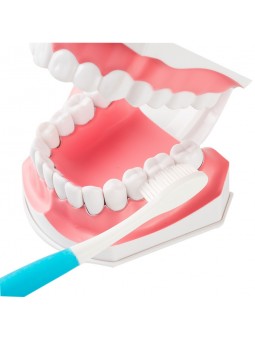 human teeth model Easyinsmile Large Dental Teeth Model with Removable Lower Teeth Patient and Student Model