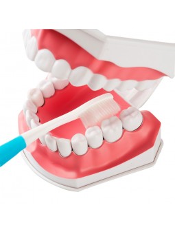 human teeth model Easyinsmile Large Dental Teeth Model with Removable Lower Teeth Patient and Student Model