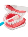 human teeth model Easyinsmile Large Dental Teeth Model with Removable Lower Teeth Patient and Student Model