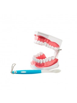 human teeth model Easyinsmile Large Dental Teeth Model with Removable Lower Teeth Patient and Student Model