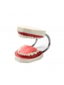 teeth study model Easyinsmile Large Teeth Model - Dentist Teaching Oral Hygiene Model 8.66* 5.9* 5.5 inches
