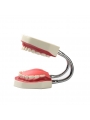 teeth study model Easyinsmile Large Teeth Model - Dentist Teaching Oral Hygiene Model 8.66* 5.9* 5.5 inches