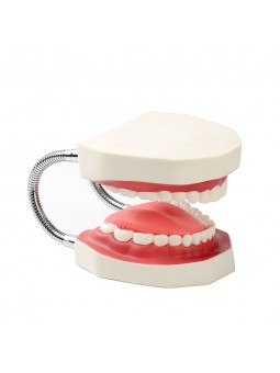 teeth study model Easyinsmile Large Teeth Model - Dentist Teaching Oral Hygiene Model 8.66* 5.9* 5.5 inches