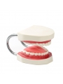 teeth study model Easyinsmile Large Teeth Model - Dentist Teaching Oral Hygiene Model 8.66* 5.9* 5.5 inches