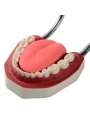 teeth study model Easyinsmile Large Teeth Model - Dentist Teaching Oral Hygiene Model 8.66* 5.9* 5.5 inches