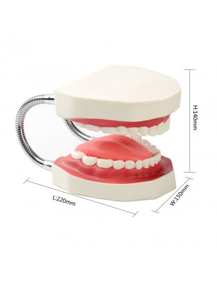 teeth study model Easyinsmile Large Teeth Model - Dentist Teaching Oral Hygiene Model 8.66* 5.9* 5.5 inches