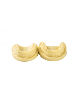 digital dental models Easyinsmile New High Quality White Corundum Teeth Teaching Model