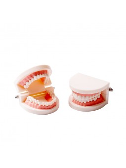 tooth brushing model Easyinsmile Dental Standard Teaching Model Kids Denture Model for Student