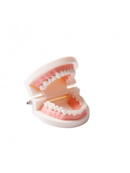 tooth brushing model Easyinsmile Dental Standard Teaching Model Kids Denture Model for Student