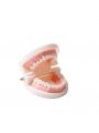 tooth brushing model Easyinsmile Dental Standard Teaching Model Kids Denture Model for Student