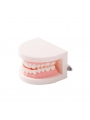 tooth brushing model Easyinsmile Dental Standard Teaching Model Kids Denture Model for Student