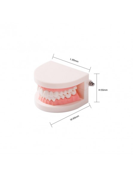 tooth brushing model Easyinsmile Dental Standard Teaching Model Kids Denture Model for Student