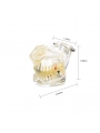 dental education models Easyinsmile Transparent Dental Implant Disease Removable Teeth Model Student Teaching Model