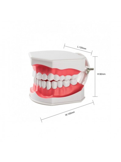 Easyinsmile Dental Orthodontic Treatment Model Teeth/Tooth/Denture Model with Braces for Dentist Studying Researching and Patient Education Ceramic Bracket 