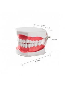 human teeth model Easyinsmile Large Dental Teeth Model with Removable Lower Teeth Patient and Student Model