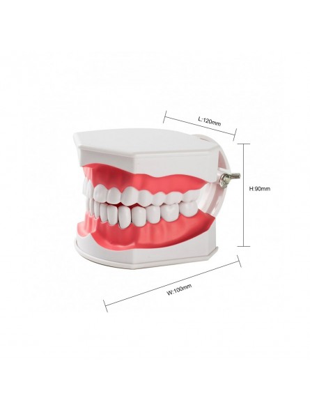 human teeth model Easyinsmile Large Dental Teeth Model with Removable Lower Teeth Patient and Student Model