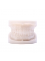 Teeth Model Of EASYINSMILE Dental White Corundum Simulation Analysis Demonstration Teeth Lab Model