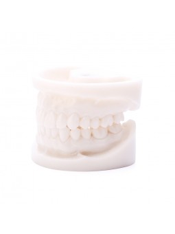 Teeth Model Of EASYINSMILE Dental White Corundum Simulation Analysis Demonstration Teeth Lab Model