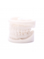 Teeth Model Of EASYINSMILE Dental White Corundum Simulation Analysis Demonstration Teeth Lab Model