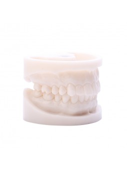 Teeth Model Of EASYINSMILE Dental White Corundum Simulation Analysis Demonstration Teeth Lab Model