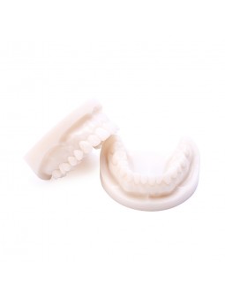 Teeth Model Of EASYINSMILE Dental White Corundum Simulation Analysis Demonstration Teeth Lab Model