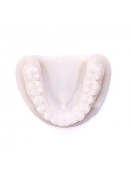 Teeth Model Of EASYINSMILE Dental White Corundum Simulation Analysis Demonstration Teeth Lab Model