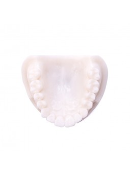 Teeth Model Of EASYINSMILE Dental White Corundum Simulation Analysis Demonstration Teeth Lab Model