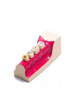 Dental teeth model of EASYINSMILE Disease Teeth Anatomy Study Model Molar Cross Section Model