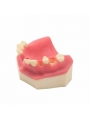 Teeth Study Model Of EASYINSMILE Lower Jaw Typodont Teeth Study Model Implant Practice Model