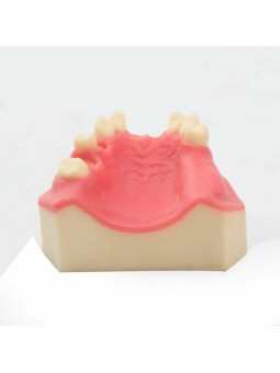 Teeth Study Model Of EASYINSMILE Lower Jaw Typodont Teeth Study Model Implant Practice Model