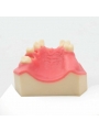 Teeth Study Model Of EASYINSMILE Lower Jaw Typodont Teeth Study Model Implant Practice Model