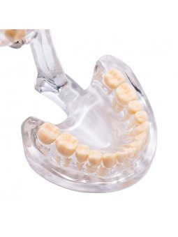 Dental teeth model EASYINSMILE Dental Standard Typodont Teach Demonstration Teeth Study Adult Model