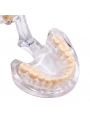 Dental teeth model EASYINSMILE Dental Standard Typodont Teach Demonstration Teeth Study Adult Model