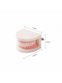 Dental teeth model of EASYINSMILE Dental Standard Teaching Adult Typodont Demonstration Teeth Model