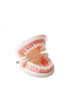 Dental teeth model of EASYINSMILE Dental Standard Teaching Adult Typodont Demonstration Teeth Model