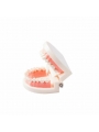 Dental teeth model of EASYINSMILE Dental Standard Teaching Adult Typodont Demonstration Teeth Model