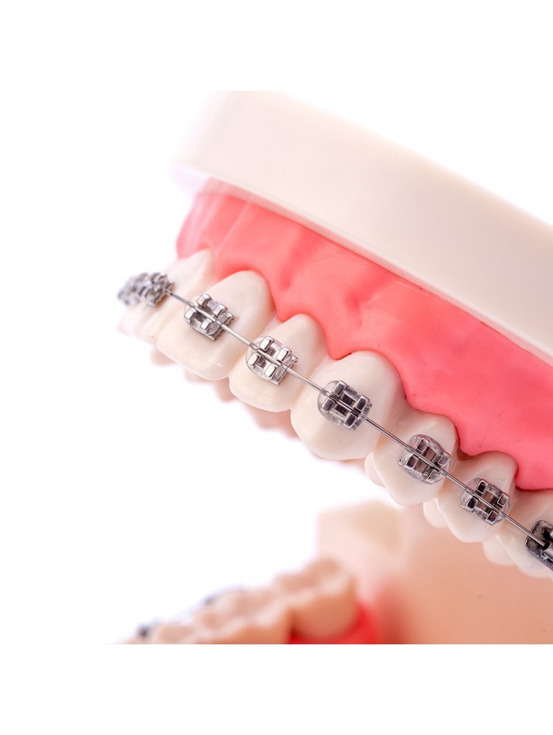 Dental Ortho Standard Teeth Model Metal Bracket Wires Typodont Model