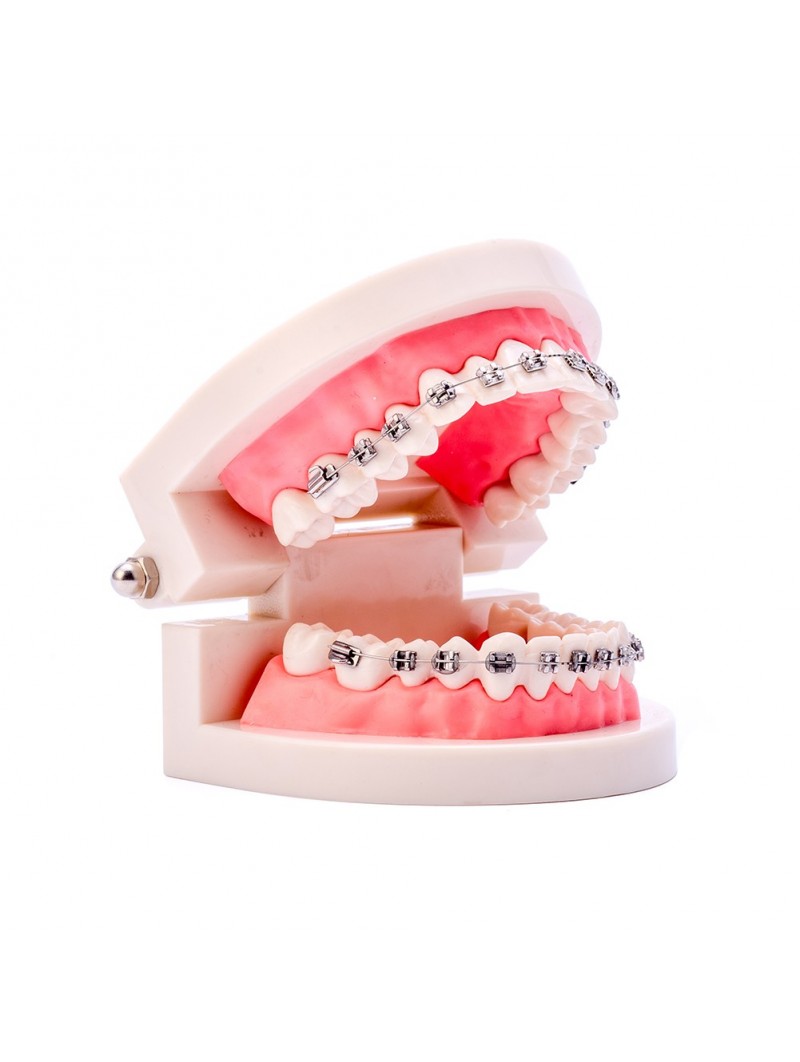Dental Ortho Standard Teeth Model Metal Bracket Wires Typodont Model