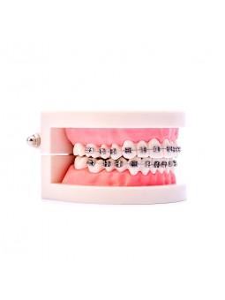 Dental Ortho Standard Teeth Model Metal Bracket Wires Typodont Model EASYINSMILE