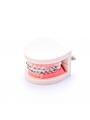 Dental Ortho Standard Teeth Model Metal Bracket Wires Typodont Model EASYINSMILE