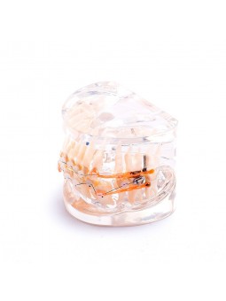 Dental teeth model orthodontic ceramic brackets archwire model for dentist lab Easyinsmile