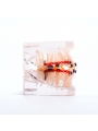 Dental orthodontic study teeth model Easyinsmile Metal brackets Archwires teeth model