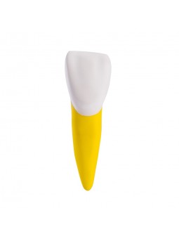 Dental Teeth Prior Roots Model Single Soft 15 Times Enlarged EASYINSMILE