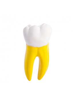 Dental teeth model EASYINSMILE Dental Teeth Prior Roots Model Double Soft 15 Times Enlarged