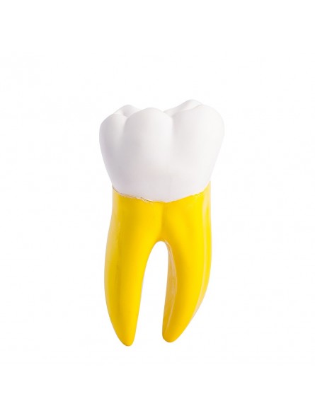 Dental teeth model EASYINSMILE Dental Teeth Prior Roots Model Double Soft 15 Times Enlarged